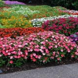 Uzgoj balzamskog tamba kod kuće iz sjemena